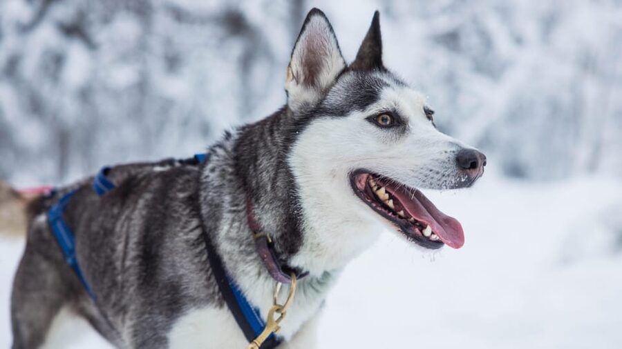Rovaniemi: Husky Farm Visit with a Sledge Ride - Where You Meet in Rovaniemi, and How Not to Lose Time in Snow