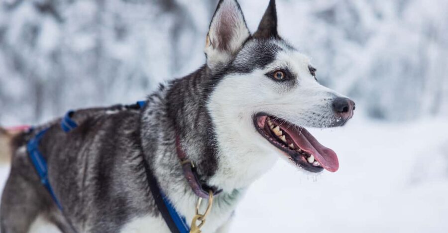 Rovaniemi: Husky Farm Visit with a Sledge Ride - Kennel Time: Husky Hugging, Puppies, and What Mushers Teach