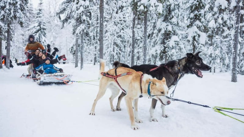Rovaniemi: Husky & Reindeer Experience with Snowmobile Ride - Reindeer Sledge Ride: 500 Meters, Plus A Fun Touch