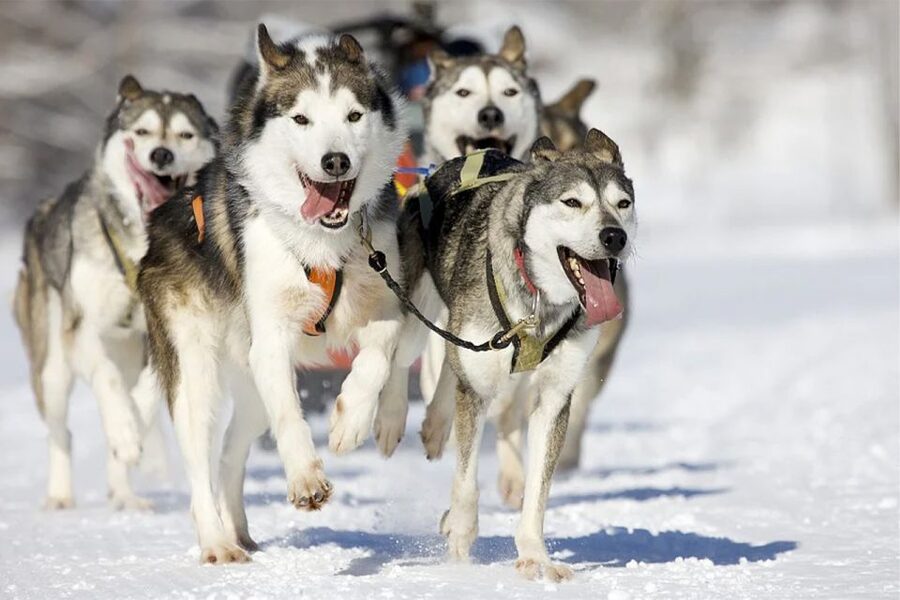 Rovaniemi: Husky Safari on a Snowy Trail - Key Things That Make This Husky Safari Worth Your Time