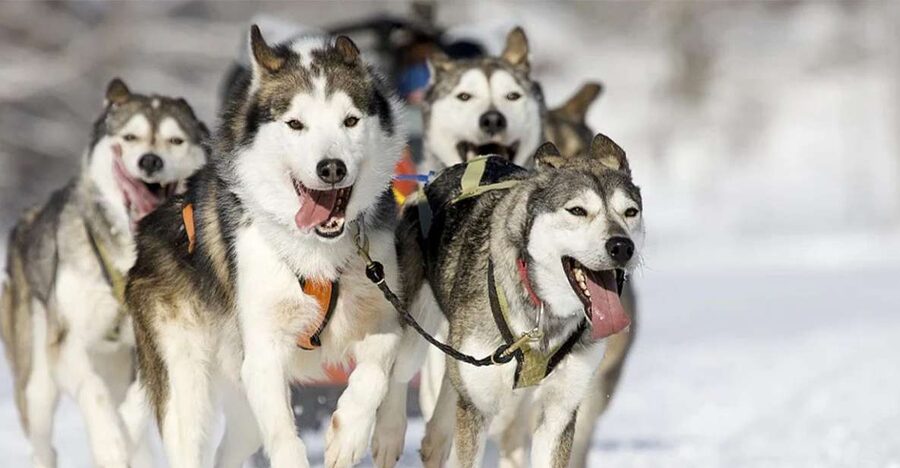 Rovaniemi: Husky Safari on a Snowy Trail - Rovaniemi Husky Safari: What 3.5 Hours Feels Like