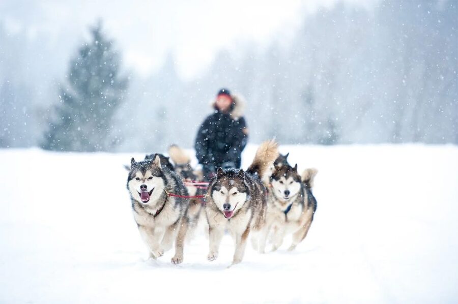 Rovaniemi: Husky Safari on a Snowy Trail - Husky Farm Life: Training, Breeding, and the Working Team Story