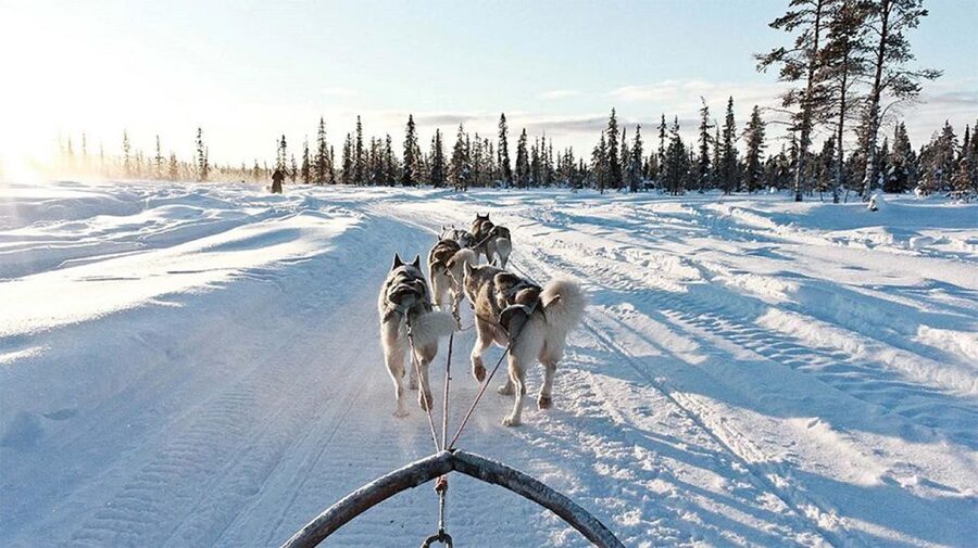Rovaniemi: Husky Safari on a Snowy Trail - Price and Value: What $269 Buys in Lapland