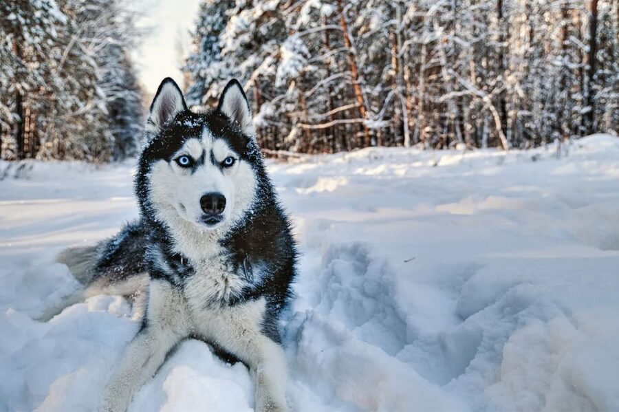 Rovaniemi: Husky Safari on a Snowy Trail - Meeting Point and Dressing Right for a Real Arctic Ride