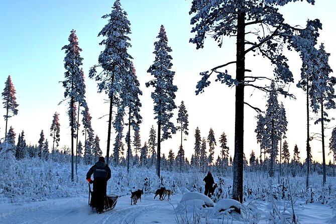 Rovaniemi Husky Safari - Self Drive Adventure 6-10km + BBQ - Self-driving your sled through Lapland’s quiet winter woods