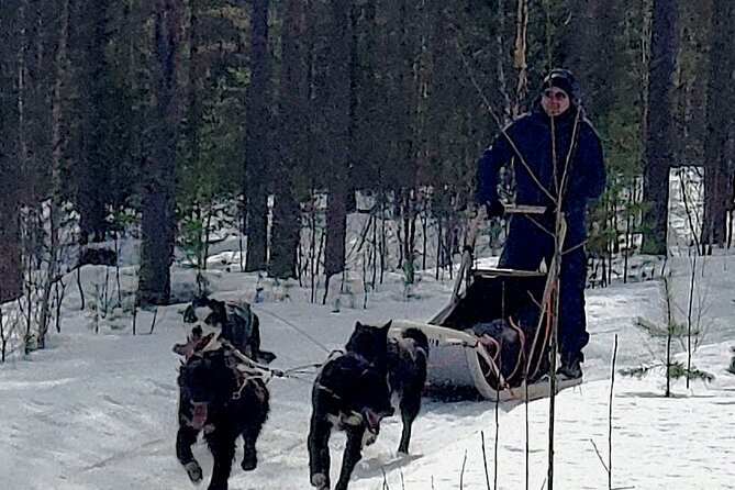 Rovaniemi Husky Safari - Self Drive Adventure 6-10km + BBQ - Where you start: Koskikatu meeting point and the blue VW transporter