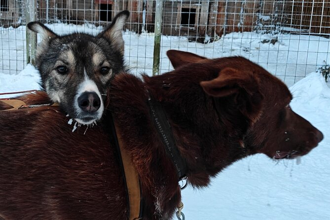 Rovaniemi Husky Safari - Self Drive Adventure 6-10km + BBQ - Getting warm the right way: suits, boots, and what to bring