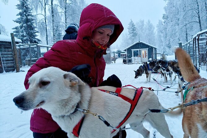 Rovaniemi Husky Safari - Self Drive Adventure 6-10km + BBQ - At the husky farm: meeting the team and learning to drive