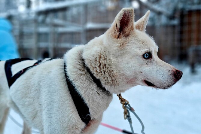 Rovaniemi Husky Safari - Self Drive Adventure 6-10km + BBQ - The safari ride: 6 to 10 km, silent forests, and a photo pause