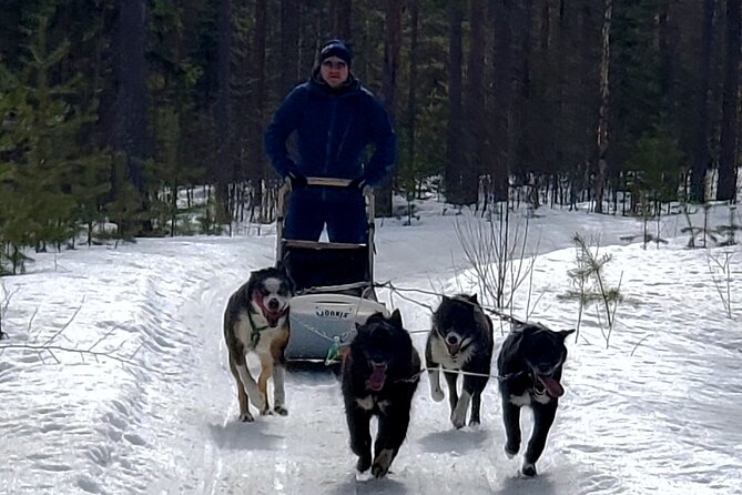 Rovaniemi Husky Safari - Self Drive Adventure 6-10km + BBQ - The “4 hours” number, and how that time actually feels