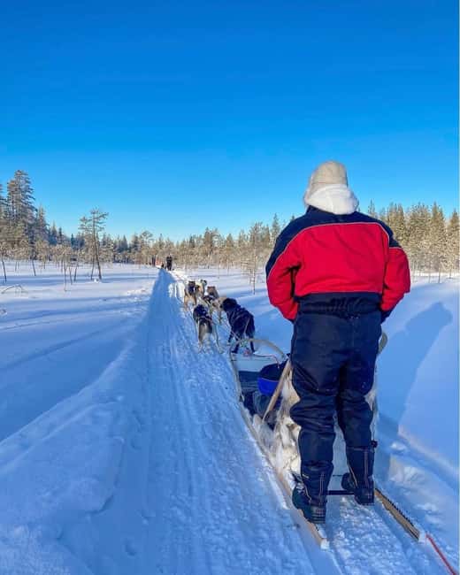 Rovaniemi: Husky Safari with Transfers & BBQ - Key highlights that make this husky safari worth your time