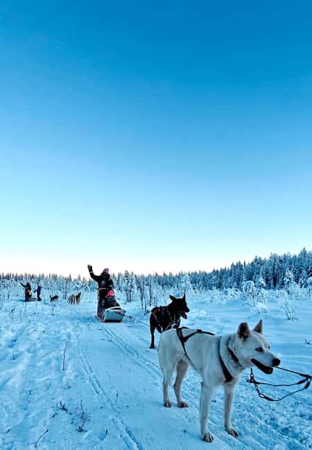 Rovaniemi: Husky Safari with Transfers & BBQ - Pickup and transfer: the part that decides if you feel relaxed or rushed