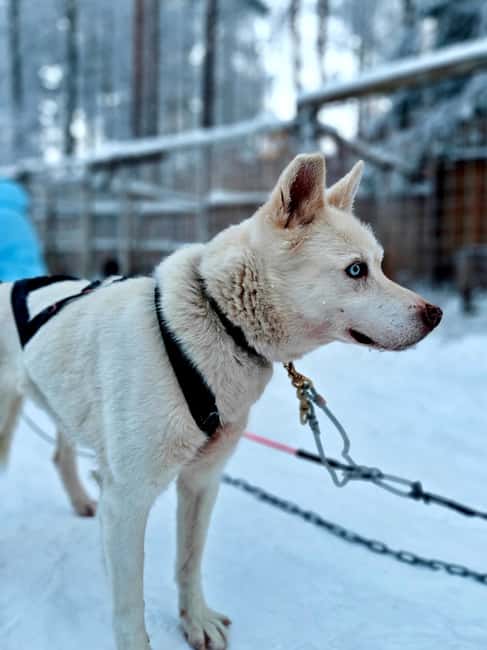 Rovaniemi: Husky Safari with Transfers & BBQ - After the ride: cuddles, photos, and the part that feels like a Christmas movie