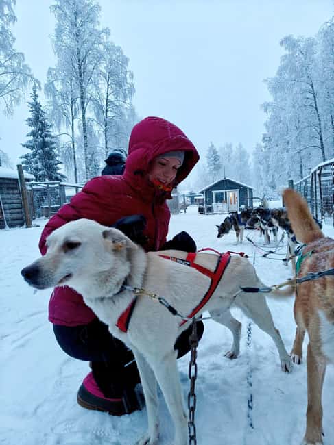 Rovaniemi: Husky Safari with Transfers & BBQ - Group size, timing, and what a 4-hour day really feels like