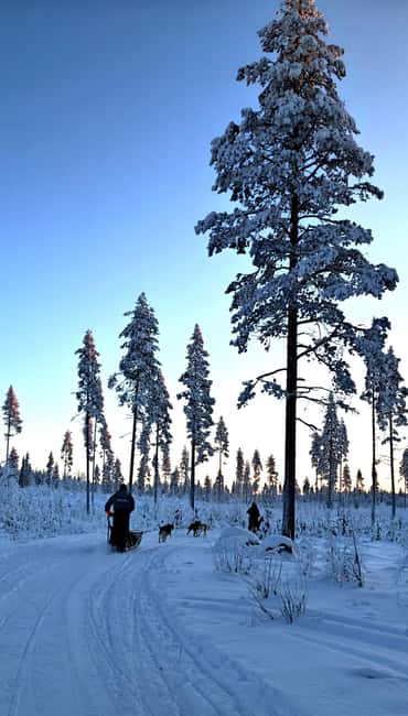 Rovaniemi: Husky Safari with Transfers & BBQ - Price and value: is $258 per person fair for what you get?