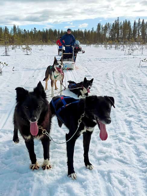 Rovaniemi: Husky Safari with Transfers & BBQ - Getting kitted up in winter gear, then meeting your dog team