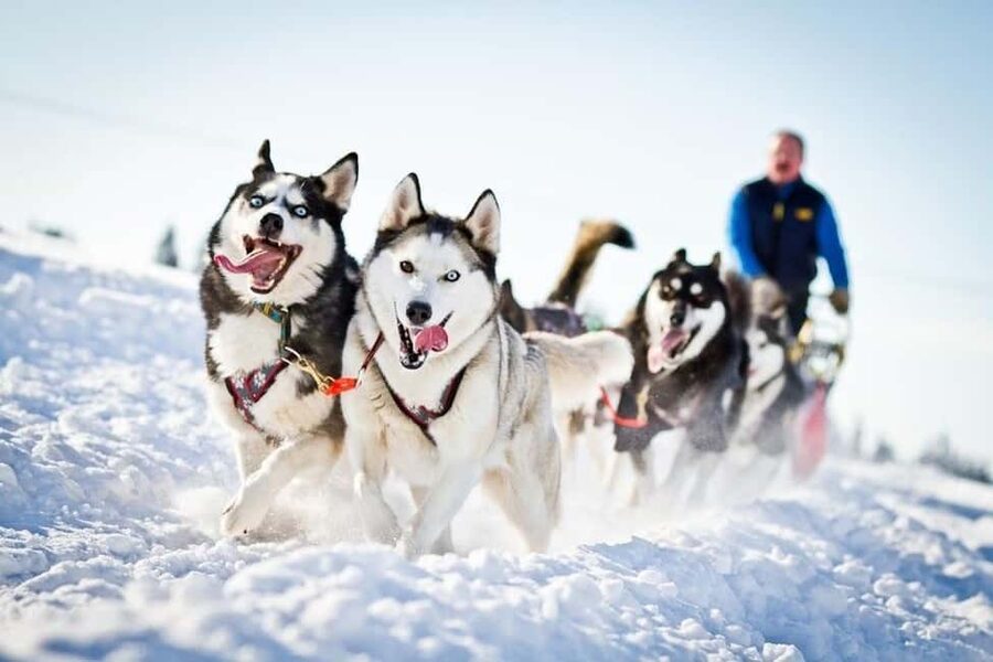 Rovaniemi: Husky Sled Ride 2km and Kennel Visit with Pickup - Getting from Your Hotel to Arctic Circle Husky Park Fast