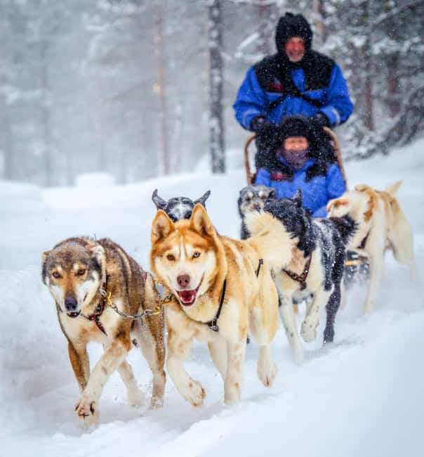 Rovaniemi: Husky Sled Ride and Farm Visit - Why a Rovaniemi Husky Sled Ride Feels Like Lapland in Miniature