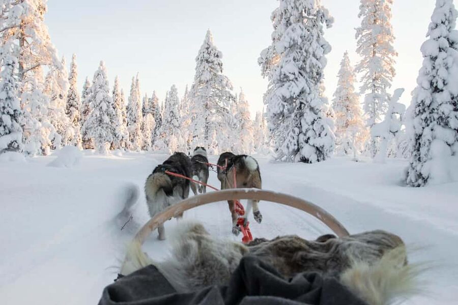 Rovaniemi: Husky Sled Ride and Farm Visit - The Safety Briefing, Then Onto the Sleigh