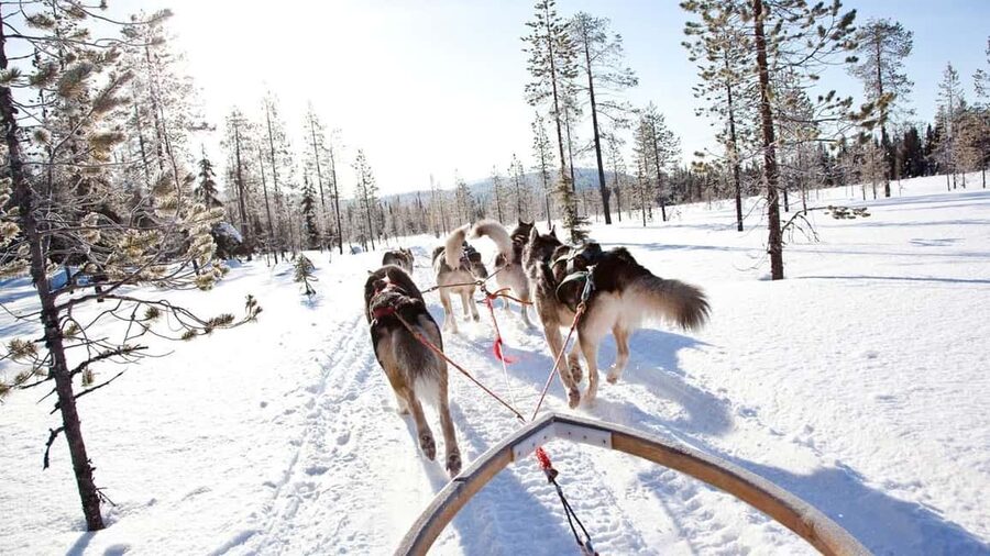 Rovaniemi: Husky Sled Ride and Farm Visit - Meet the Dogs Close Up: Where the Most Joy Lives