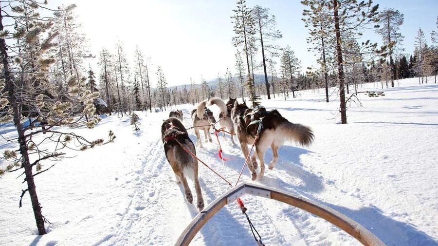 Rovaniemi: Husky Sled Ride and Farm Visit - Learning What Husky Life Looks Like in Lapland