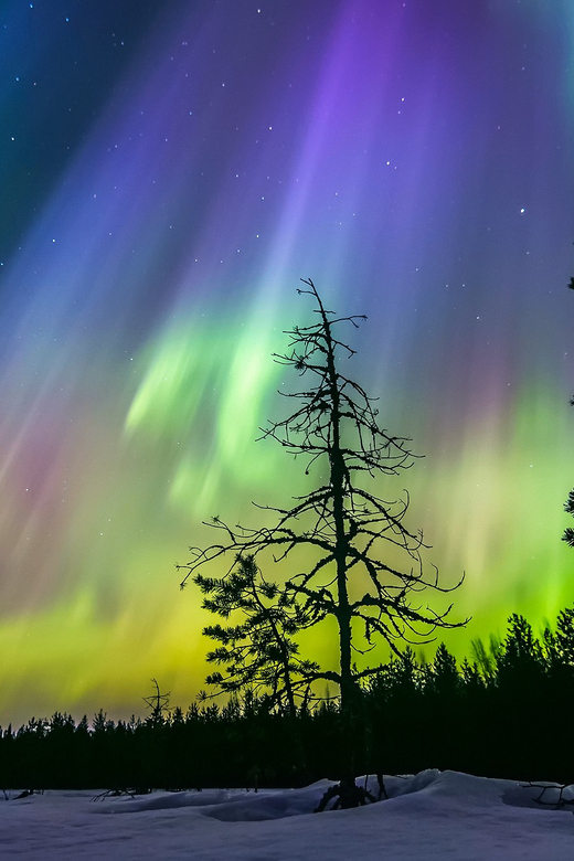 Rovaniemi: Ice Floating in Forest Lake with Aurora Borealis - Who should book (and who might skip it)