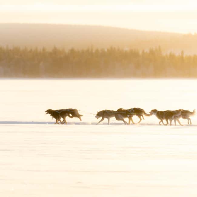 Rovaniemi: Insider 10 km Husky Sled Ride - Key things I’d plan around