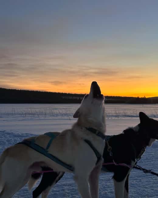 Rovaniemi: Insider 10 km Husky Sled Ride - Traditional kota warm-up: the calm before the huskies take over