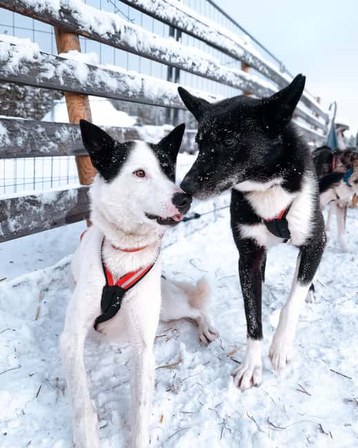 Rovaniemi: Insider 10 km Husky Sled Ride - The 10 km husky sled ride: quiet forest sounds, plus driver switching