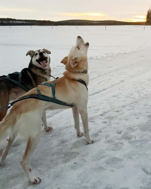 Rovaniemi: Insider 10 km Husky Sled Ride - Price and value: what $269 really covers in Lapland