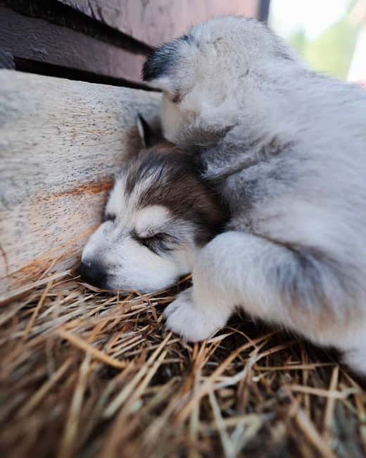 Rovaniemi: Insider 10 km Husky Sled Ride - Who this husky ride suits best, and who should skip it