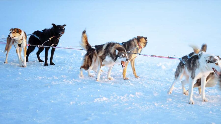 Rovaniemi: Insider 5km Husky Self Drive Tour - Key highlights worth prioritizing