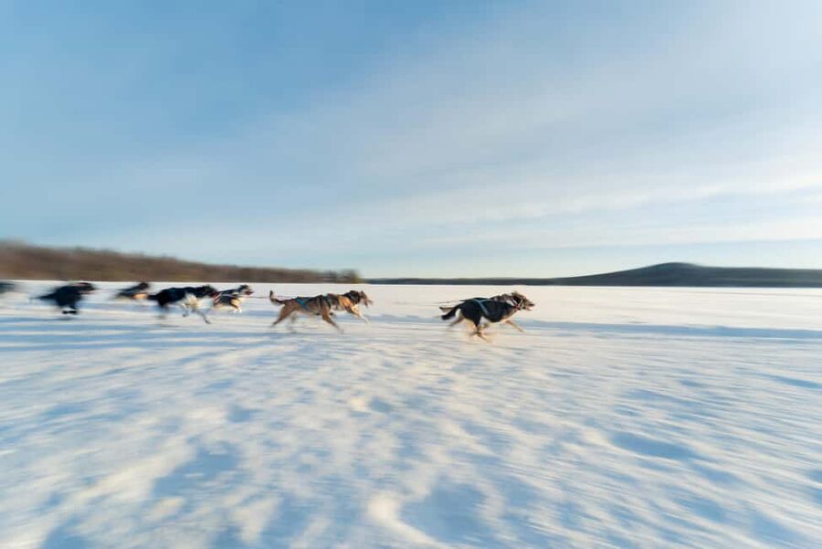 Rovaniemi: Insider 5km Husky Self Drive Tour - The kota break: hot drinks, Finnish biscuits, and real husky talk