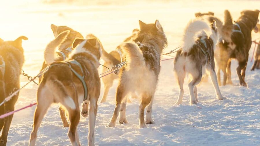 Rovaniemi: Insider 5km Husky Self Drive Tour - Meeting the huskies after the ride: petting, personalities, and photo help