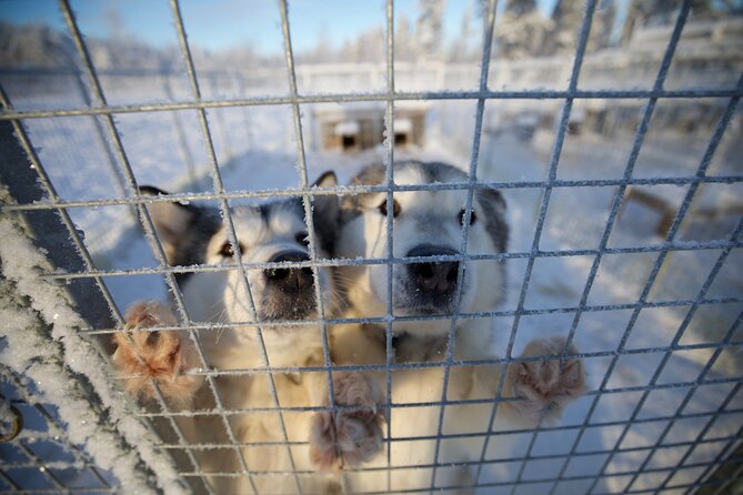 Rovaniemi Lapland Husky Experience 5km - Pickup and meeting point: make your life easy in Rovaniemi