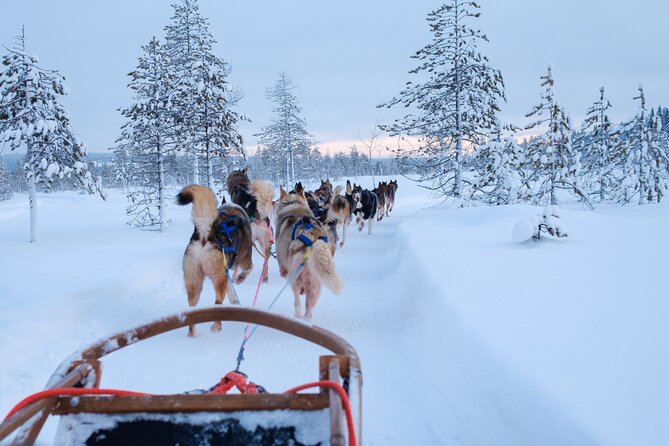 Rovaniemi Lapland Husky Experience 5km - Instructions that actually matter: driving the team vs riding passenger
