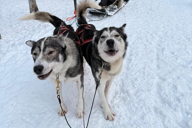 Rovaniemi Lapland Husky Experience 5km - On the trail: what the 5-kilometer ride feels like