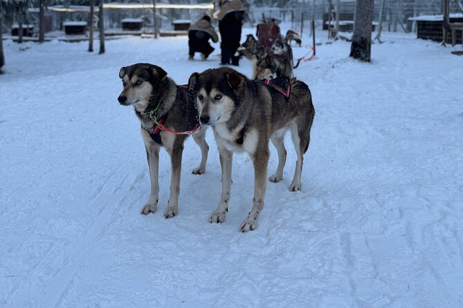 Rovaniemi Lapland Husky Experience 5km - Who’s this best for, and who should skip it