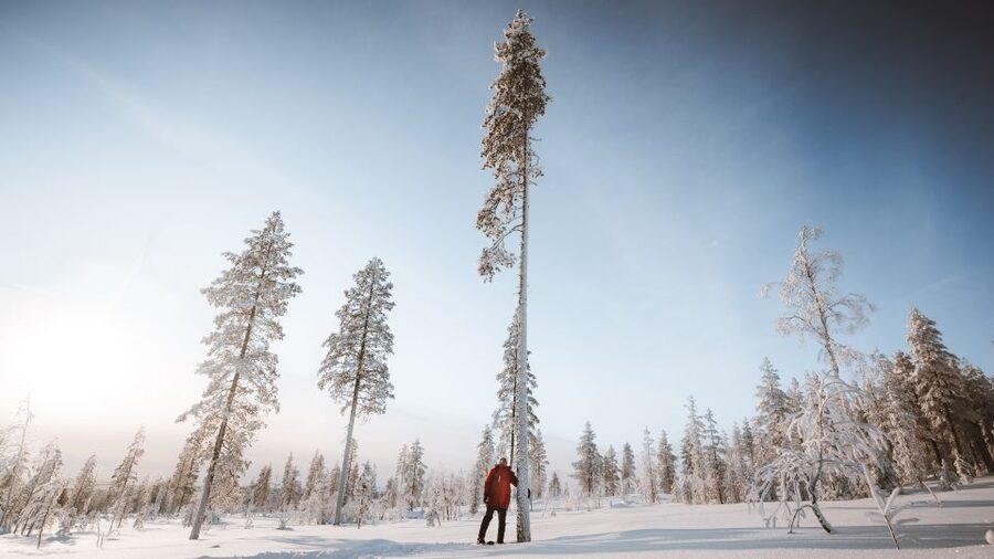Rovaniemi: Lapland Ski Trekking Safari - The Taiga forest, frozen lakes, and hilltop viewpoints