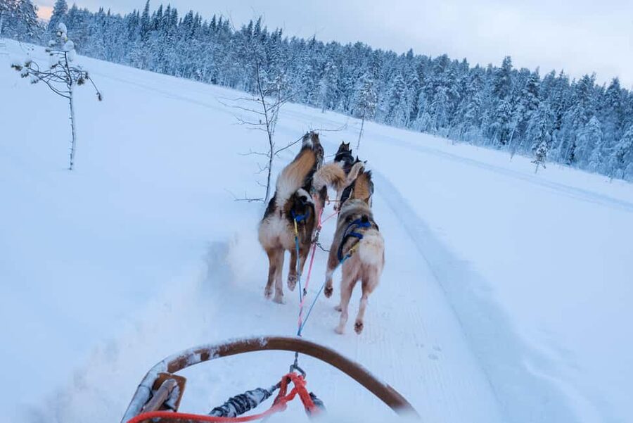 Rovaniemi: Lapland Wilderness Husky Safari 7,5 km - Kennel Visit in Lapland: Meeting the Dogs Up Close, Not Just Through a Gate