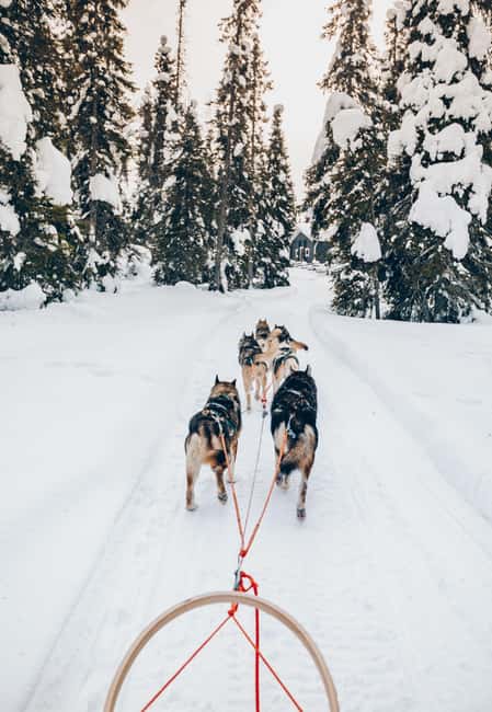Rovaniemi: Lapland Wilderness Husky Safari 7,5 km - Who Should Book This Husky Safari, and Who Might Skip It
