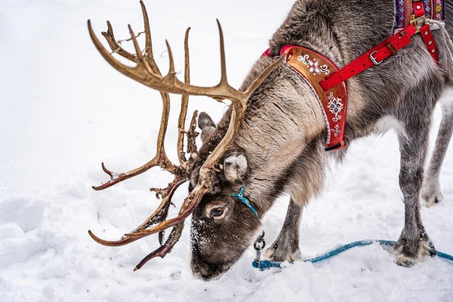 Rovaniemi: Local Reindeer Farm Visit with Sleigh Ride - Why this Rovaniemi reindeer farm visit feels more real than a quick stop
