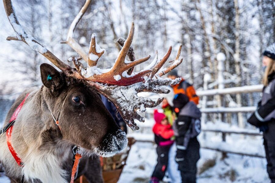 Rovaniemi: Local Reindeer Farm Visit with Sleigh Ride - Getting to the farm: smooth minivan pickup from Rovaniemi