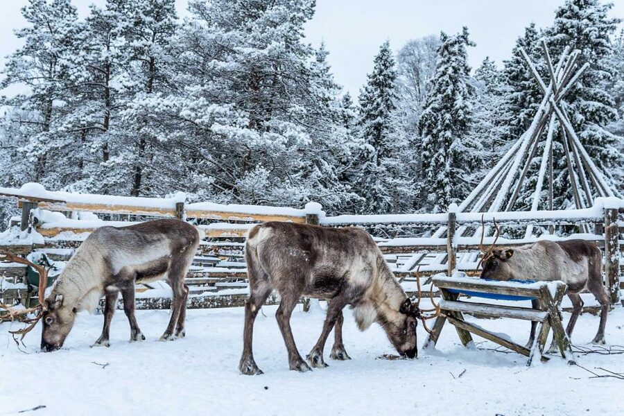 Rovaniemi: Local Reindeer Farm Visit with Sleigh Ride - The 2 km sleigh ride: what it feels like and how to make the most of it