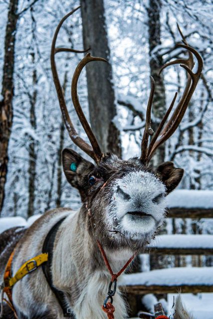Rovaniemi: Local Reindeer Farm Visit with Sleigh Ride - Feeding and posing: close-up reindeer time without touching