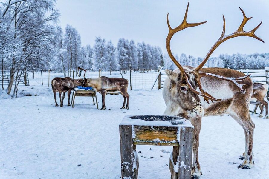 Rovaniemi: Local Reindeer Farm Visit with Sleigh Ride - Should you book this Rovaniemi reindeer farm sleigh ride?