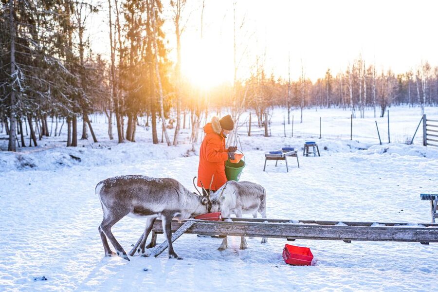 Rovaniemi: Local Reindeer Farm Visit with Sleigh Ride - The kota hut break: hot drinks, snacks, and a calmer pace