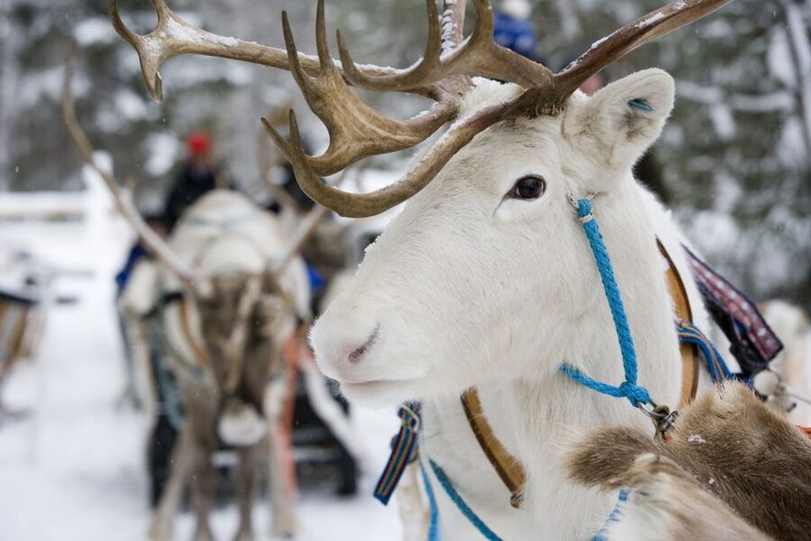 Rovaniemi: Meet Santa Claus, Reindeer Sleigh Ride & Huskies - Reindeer sleigh ride (400 meters): a short, classic Lapland hit