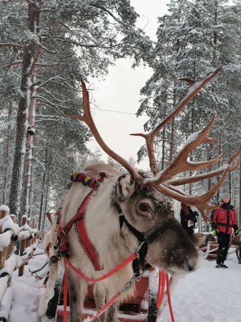 Rovaniemi: Meet Santa Claus, Reindeer Sleigh Ride & Huskies - Huskies in the Arctic forest: the 500-meter fast ride people remember