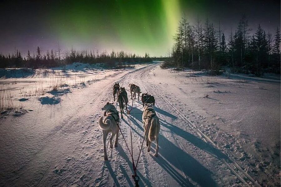 Rovaniemi: Northern Lights and Husky Sleigh Ride - The husky sleigh ride: what it feels like on snow and why it’s the anchor
